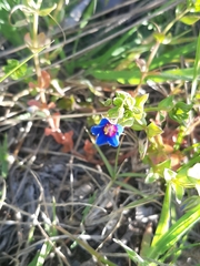 Lysimachia arvensis caerulea
