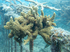 Montipora verrucosa