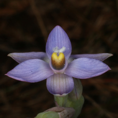 Thelymitra brevifolia