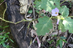 Solanum semiarmatum