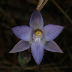 Thelymitra brevifolia