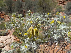 Senna artemisioides helmsii