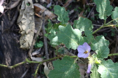 Solanum semiarmatum