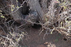 Anthacanthae