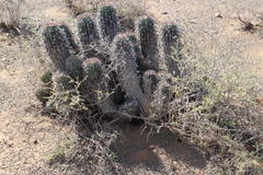 Anthacanthae