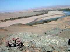 Crassothonna clavifolia