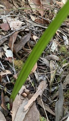 Thelymitra brevifolia
