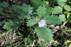 Solanum semiarmatum