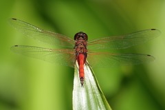 Tramea transmarina euryale