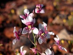 Cyanella orchidiformis