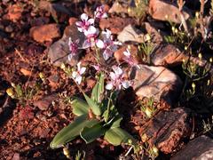 Cyanella orchidiformis