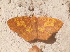 Periclina merana