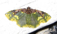 Syngatha flavipars