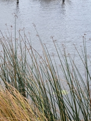 Schoenoplectus lacustris