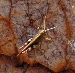 Desertaria lepida
