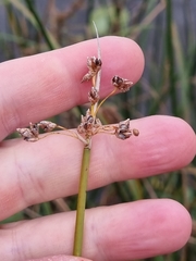 Schoenoplectus lacustris