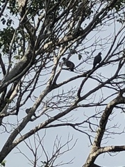 Patagioenas squamosa