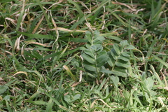 Lobelia concolor