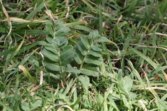 Lobelia concolor