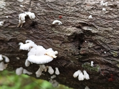 Schizophyllum