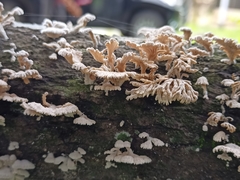 Schizophyllum
