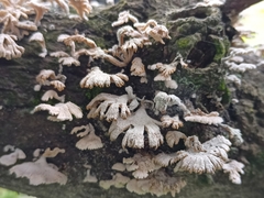 Schizophyllum