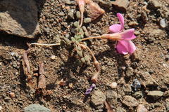 Oxalis fergusonae