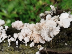 Schizophyllum