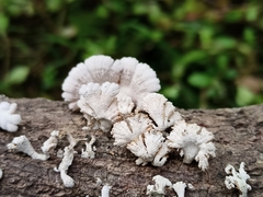 Schizophyllum