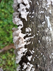 Schizophyllum
