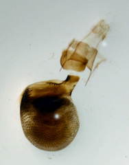 Eupithecia tantillaria