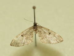 Eupithecia tantillaria