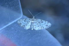 Eupithecia tantillaria