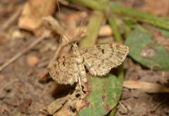 Eupithecia tantillaria