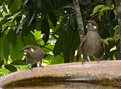 Meliphaga notata