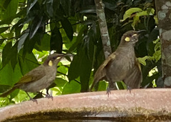 Meliphaga notata