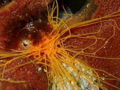 Cirriformia capensis