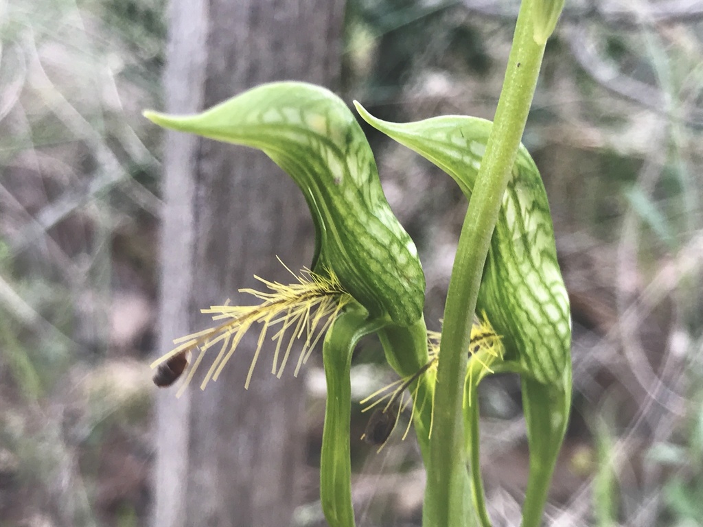 Pterostylis plumosa