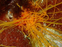 Cirriformia capensis