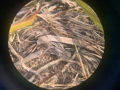 Lissolepis coventryi