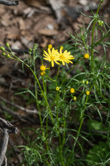 Senecio spanomerus
