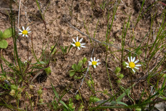 Brachyscome lineariloba