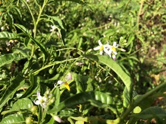 Solanum bahamense