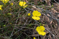Hibbertia virgata