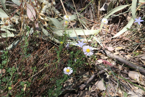Image of Brachyscome Ascendens (Brachyscome ascendens) by (c) Greg Tasney, some rights reserved (CC BY-SA)