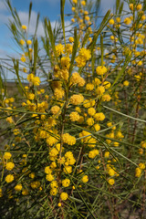 Acacia rigens