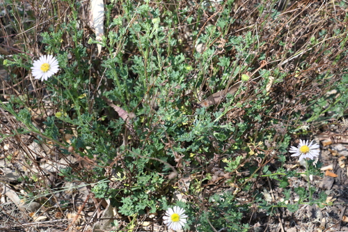 Image of Brachyscome Ascendens (Brachyscome ascendens) by (c) Greg Tasney, some rights reserved (CC BY-SA)