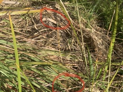 Lissolepis coventryi