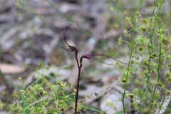 Acianthus caudatus