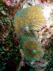 Fungia fungites